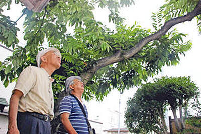 「大きなる栗の木陰」と「おくのほそ道」に記された可伸庵を模して造られた「可伸庵跡」で栗の木陰にたたずむ高久田さん（左）と根元さん