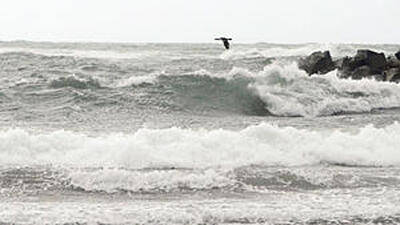 急に荒れ出した海の上を滑るように飛ぶ海鳥。日本海の上空はすっかり雲に覆われ佐渡の島影は見えない＝新潟県柏崎市西山町大崎