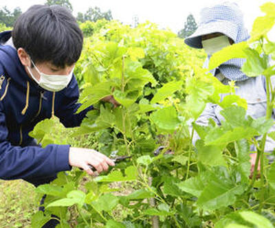 真佐子さん（右）から桑の枝の切り方を教わる記者