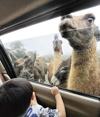 迫り来る動物たち！（笑）