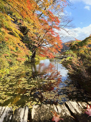 先月、いわきで山の方へドライブした時に、立派な木がありました。今年は初めて浜通りの紅葉を経験しました。結論は「きれいです！」