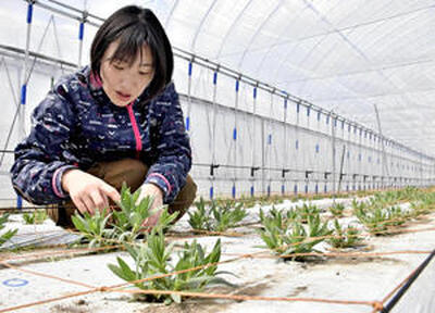 ハウス内でカスミソウを手入れする花井さん。「花卉栽培を通じて村の復興を後押ししたい」と意気込む