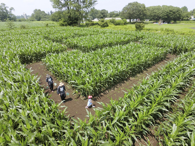 広大なトウモロコシ畑に造られた巨大迷路を歩く家族連れ＝１３日午前、鏡石町・岩瀬牧場