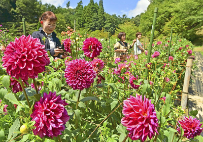 色鮮やかに咲き誇るダリア＝２６日、塙町・湯遊ランドはなわ