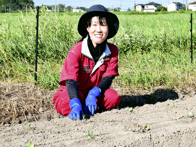 キャベツの苗を植える黒津さん。「早く双葉の人々に食べてもらいたい」と話す