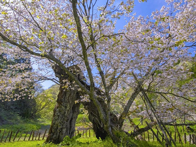 桜をテーマにしてから私のフィールドは全国に広がった（作品「命ある限り」・秋田県由利本荘市）