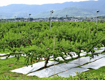 かつての桑畑は今、全国有数の桃の産地となった。「１」を「１００」にする団結の力が福島の強み