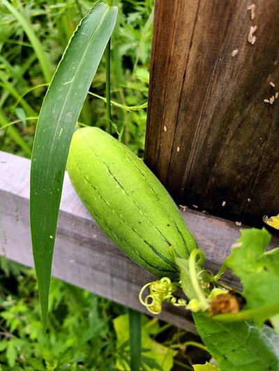 ８日に撮った農園のヘチマです。寒くなっても花がまだ咲いているので、思ったより寒さに強いみたいです