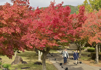 庭園を赤く染めるイロハモミジ＝磐梯町・磐梯山慧日寺資料館