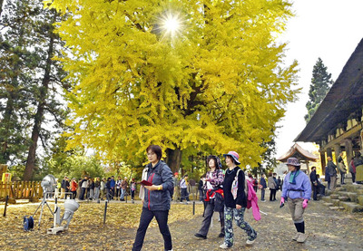 大イチョウの葉で黄金色に彩られた境内を散策する参加者ら＝喜多方市・新宮熊野神社