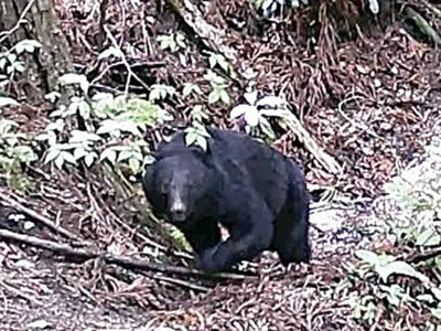 県内でクマの目撃が相次いでいる。人が襲われるケースもある（望月准教授提供）