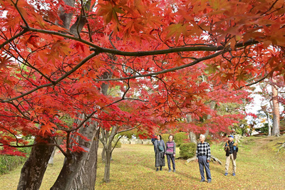 園内を色鮮やかに彩る紅葉＝１８日、桑折町・陣屋の杜公園