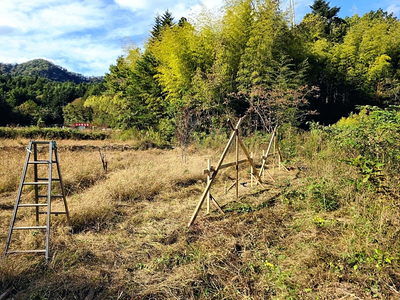 山ブドウの棚を作りました！　手で草を切るのでちょっと時間がかかります。カマキリの卵をいつも見つけます。去年はヨシだらけだった田んぼの景色がだいぶ変わってきました。生物多様性が戻ってきて、安心しました