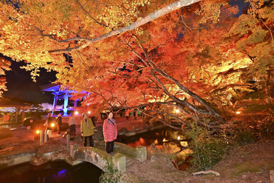 ライトアップされた宝蔵寺の紅葉＝２２日、南相馬市鹿島区