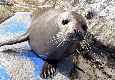 新たに展示されるゴマフアザラシ「だいき」（アクアマリン提供）