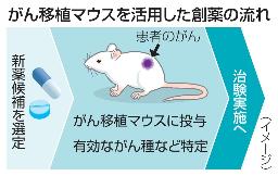 　がん移植マウスを活用した創薬の流れ（イメージ）