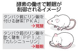 　酵素の働きで睡眠が制御されるイメージ