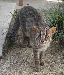 　京都市動物園のメスのツシマヤマネコ「さすな」＝８月（京都市動物園提供）