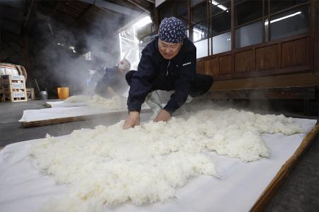 　蒸し上がった酒米を広げて冷ます作業＝１１月、茨城県大洗町