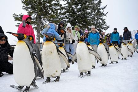 　「ペンギンの散歩」のリハーサルで雪道を行進するペンギン＝１１日午前、北海道旭川市の旭山動物園